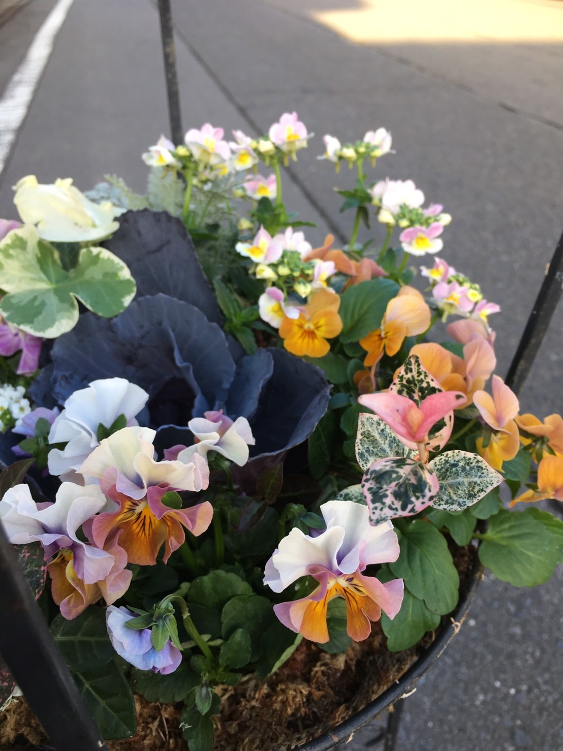 s__56901641.jpg